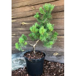 Pinus mugo ,,Pumilio'' bonsai ruošinys