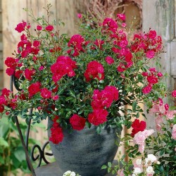 Rožė besidriekianti „Red Fairy“