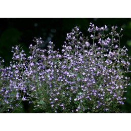 Katžolė (nepeta) „Marvelette blue“